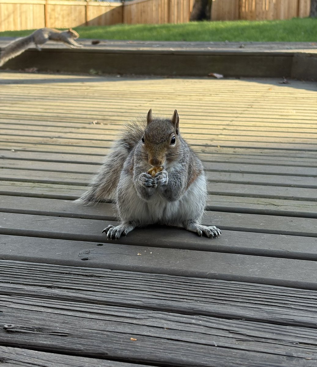 Stanced up, ready to crunch