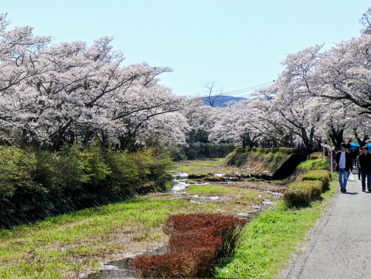 ujucosnap's tweet photo. April 12, 2026
郡山市＊三穂田の笹原川千本桜
#撮り歩き https://t.co/HQCeGBM2zE