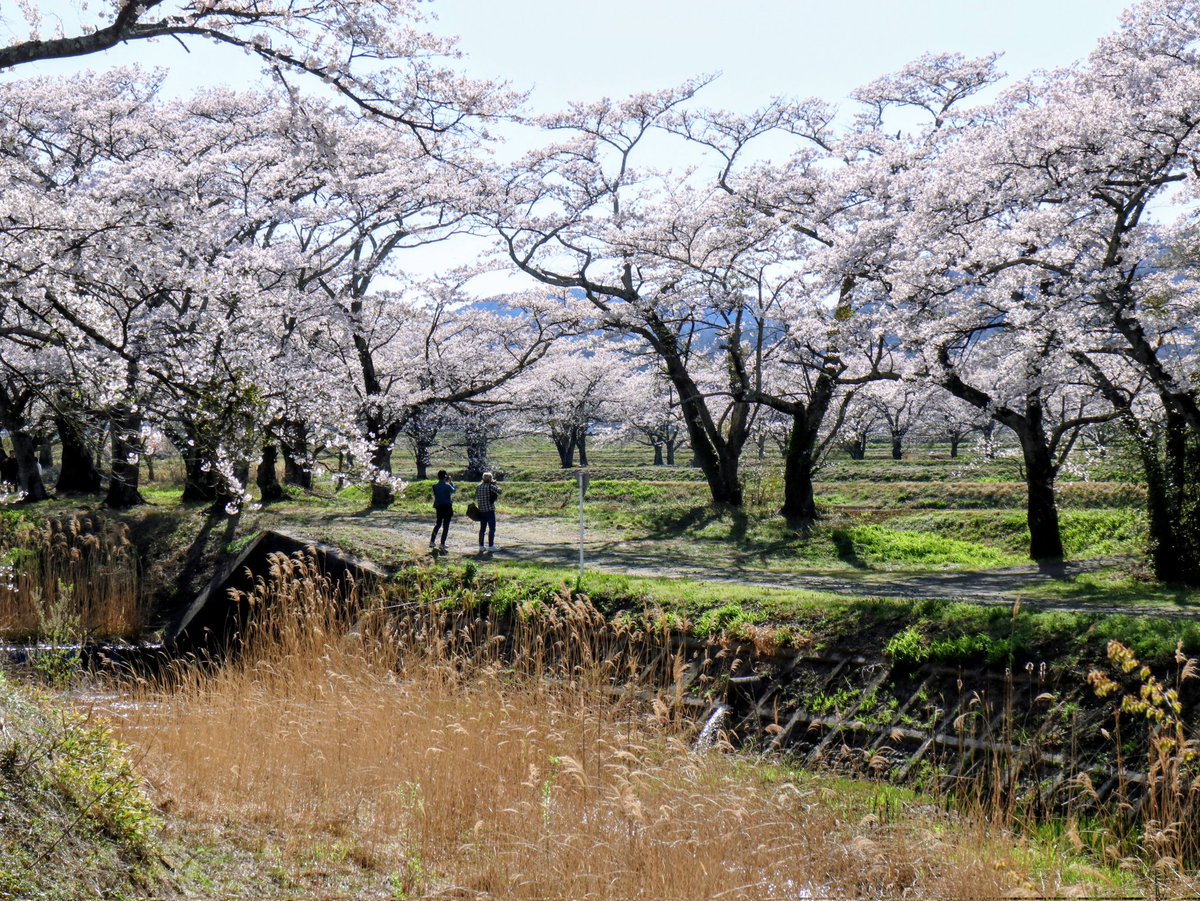 ujucosnap's tweet photo. April 12, 2026
郡山市＊三穂田の���原川千本桜
#撮り歩き https://t.co/Q3DV5U5nqu