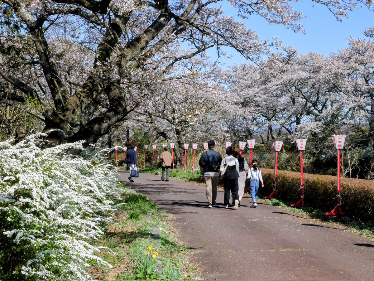ujucosnap's tweet photo. April 12, 2026
郡山市＊三穂田の���原川千本桜
#撮り歩き https://t.co/Q3DV5U5nqu