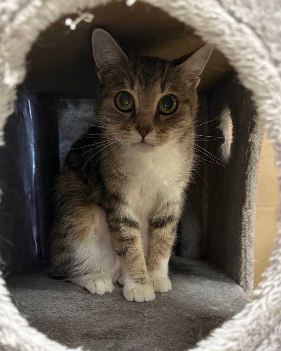 Memphis Humane Society tweet media