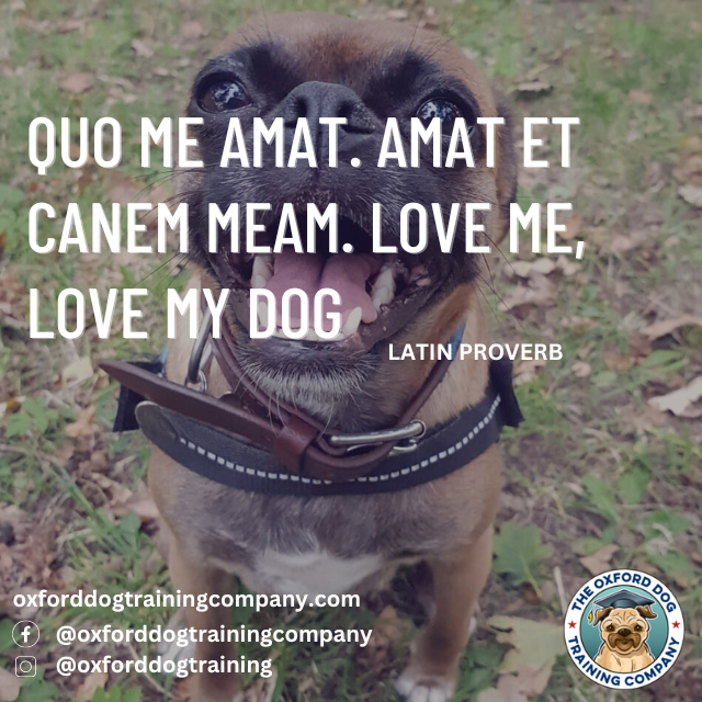 OxfordDogTrain's tweet image. #dog #dogtraining #dogtrainingoxford #dogsarebetterthanpeople #quote #dogquote #dogs #dogtrainer #oxford #quotes #oxforddogtraining #oxforddogtrainingcompany