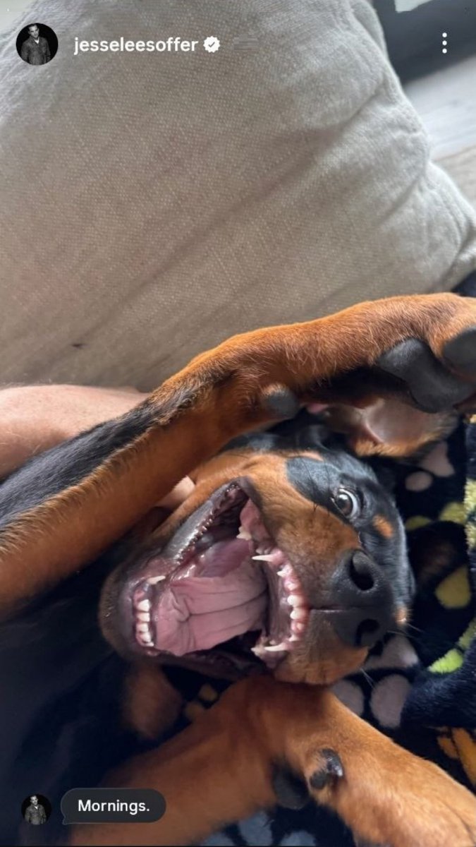 Ocelotl_Mx's tweet photo. 👋 Jesse & Cali say mornings to everyone!!🫂🤍🐶🐾🐾
#TracySpiridakos #JesseLeeSoffer #Cali #puppy
#Family #Friends #Love #LifeAfterPD #ExCastCPD https://t.co/MGOYbhaoja