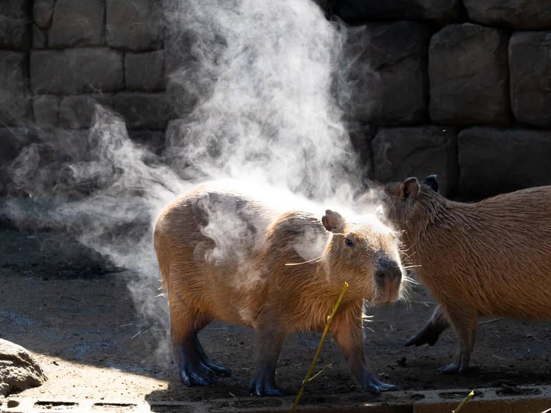 Capybaras tweet media