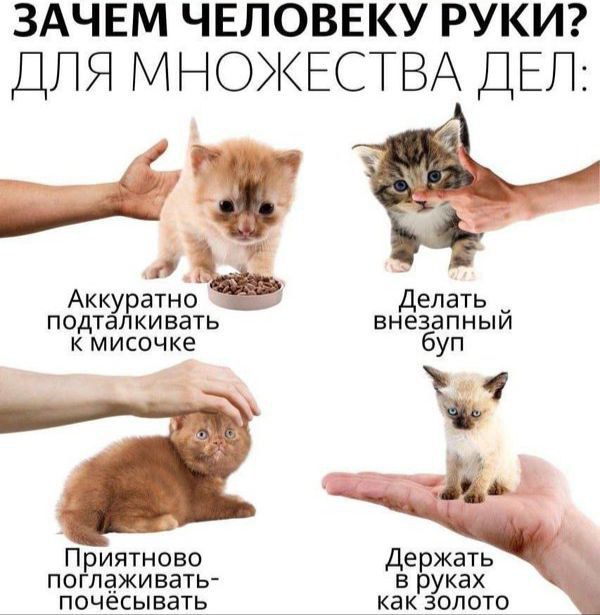 cats, i love cats (@catsilcats) on Twitter photo 