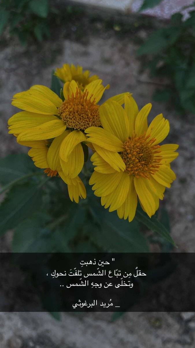 محمد tweet media