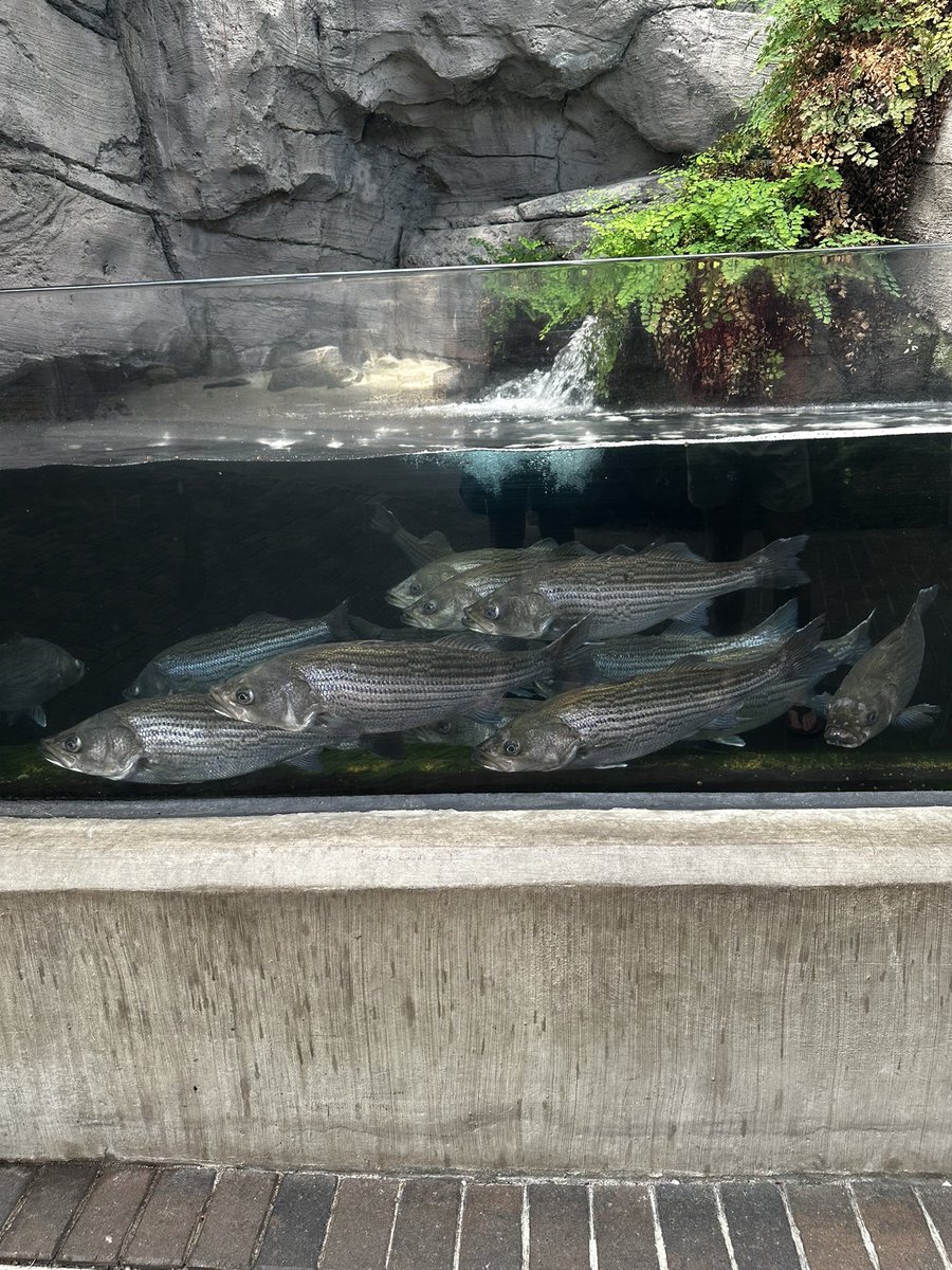 Ferdinand “The Rump” Crump tweet media