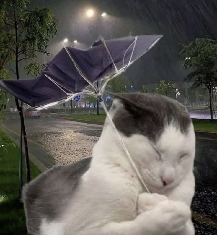 Exótica Individual ⁷ ⟭⟬ ⟬⟭ tweet media