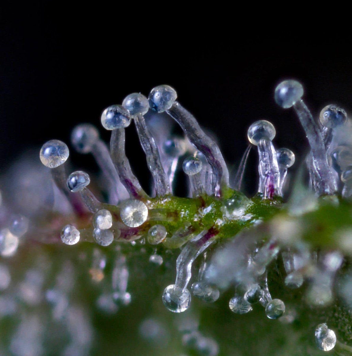 David Downs tweet media