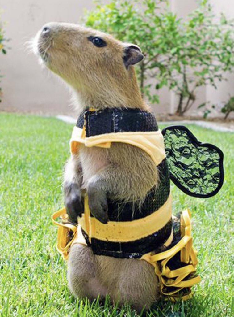 cap🐝bara