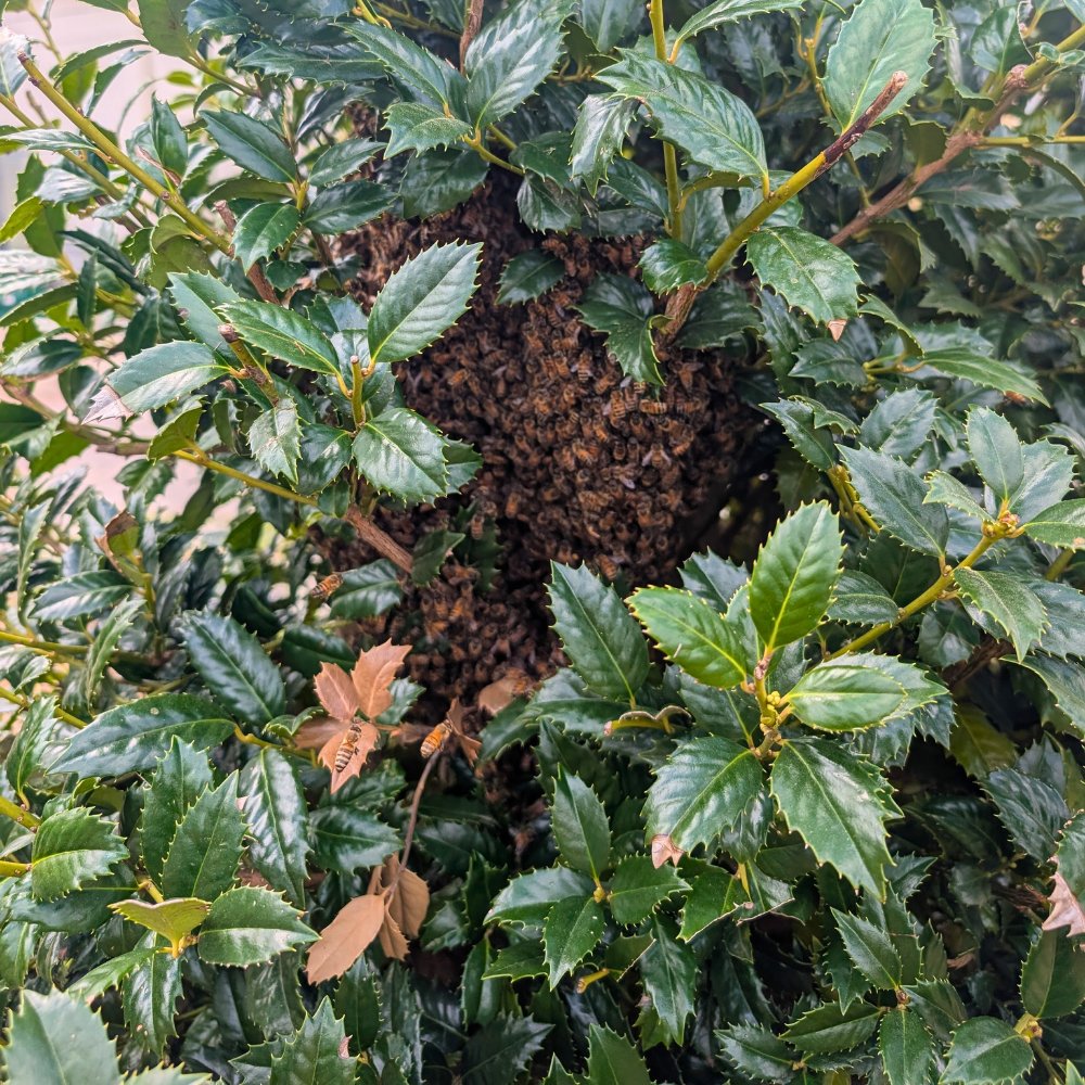 FoxhoundBeeCo's tweet image. What’s the trickiest swarm location you’ve dealt with? 🐝

Caught this swarm hiding out in one the bushes at the Foxhound bee yard. They always seem to find the most interesting spots. #foxhoundbeeco #beekeeping #bees #swarms