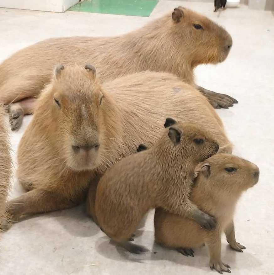 a happy capy family