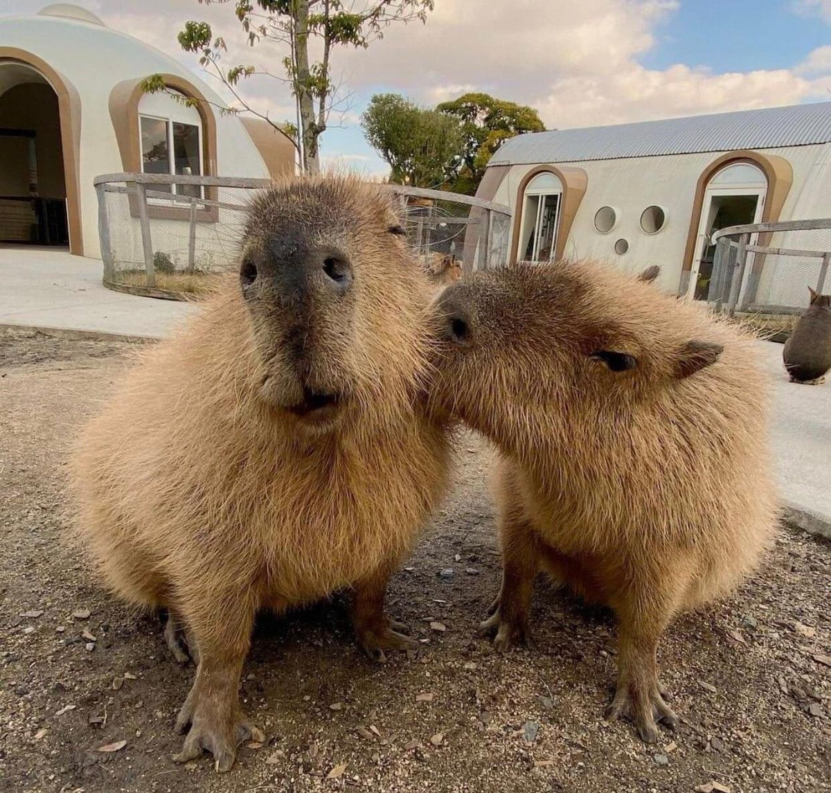 smooch