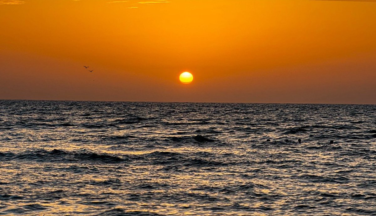 العَوم tweet media