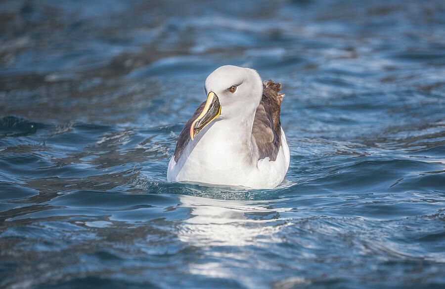 joancarroll's tweet photo. Gray-Headed Albatross Floating in Ocean! https://t.co/AVyuLOIUzz #albatross #southgeorgia #elsehul #ocean #bird #birdwatching #birdphotography #wildlife #wildlifephotography #nature #animals #antarctic #floating #seabird #buyart #wallart #artforsale #artstore #travel #travelphotography #wallartforsale #giftideas @joancarroll