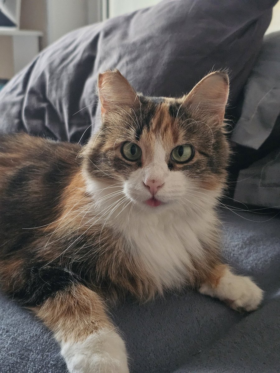 🕊Ложечка Додошки🕊 tweet media