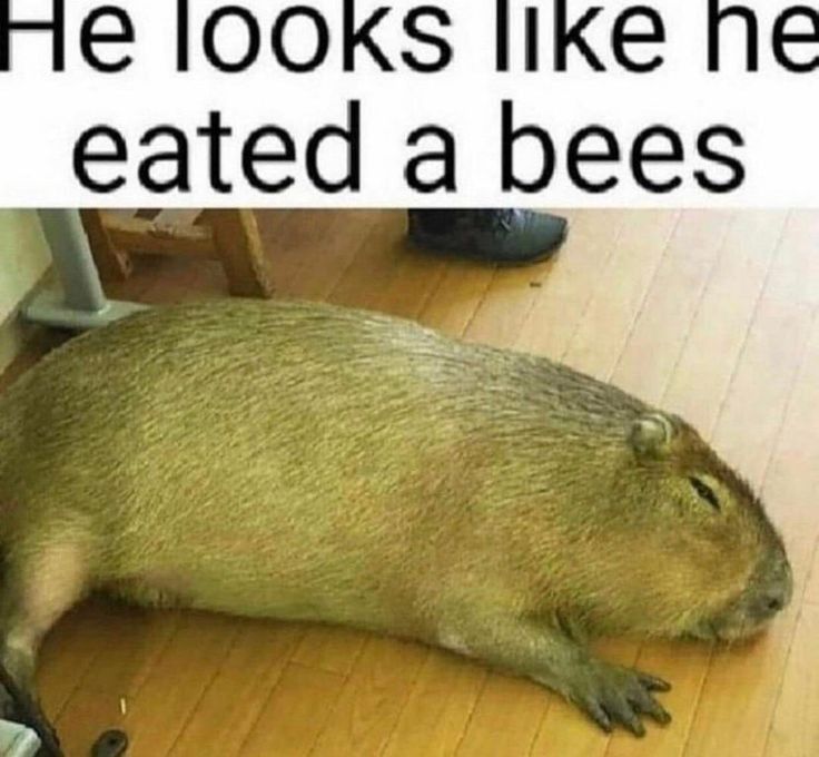 Capybaras tweet media