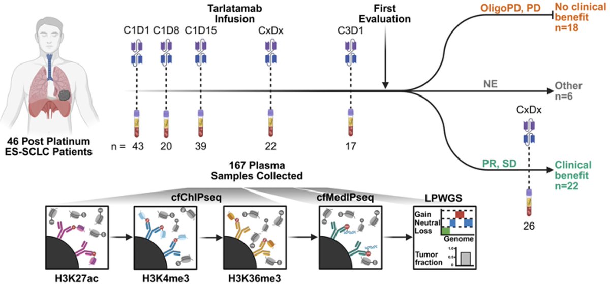 SylvanBacaLab's tweet photo. Our latest collaboration with #MattFreedman and @Oser_Lab on resistance to tarlatamab: https://t.co/3Ei2gYY3Gm. An exciting framework for studying cancer resistance: observations from patients using epigenomic #LiquidBiopsy -> functional validation in mouse models. https://t.co/YSjdpolcJk