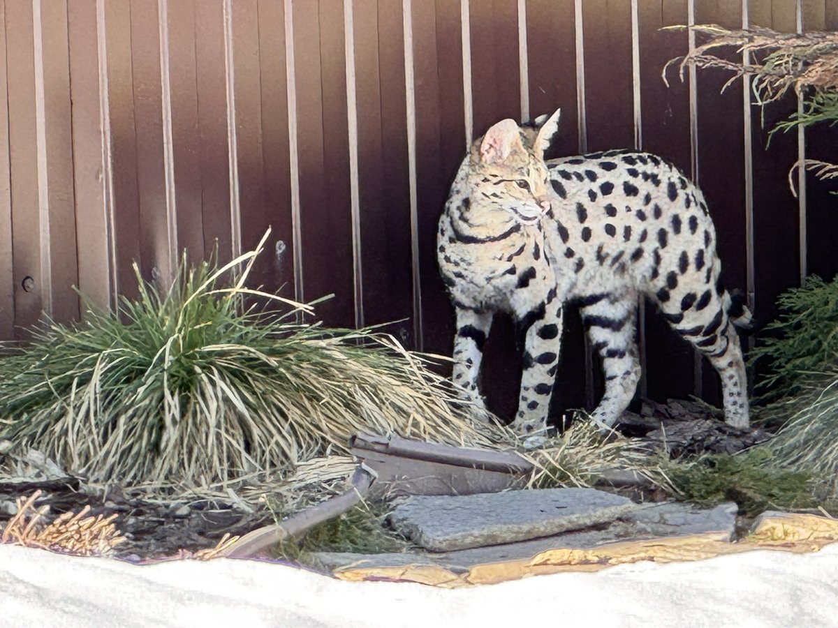 Илья Смолин tweet media