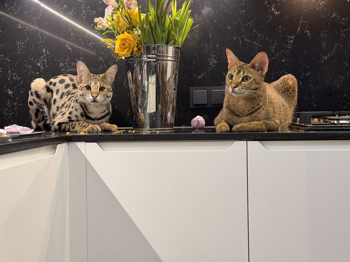 Илья Смолин tweet media