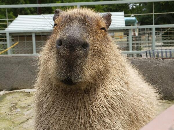 Capybaras tweet media