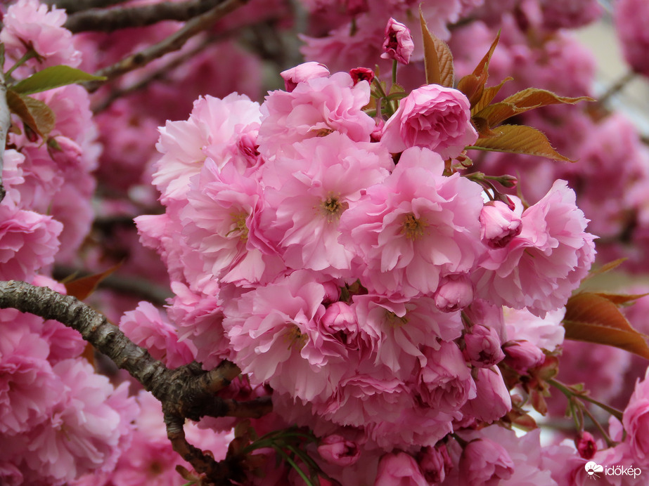 Időkép tweet media