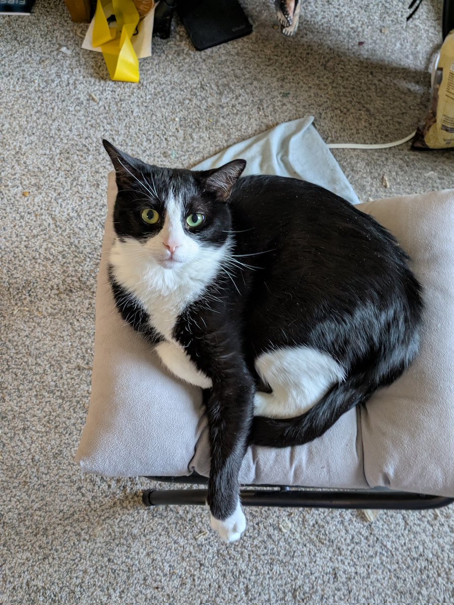 Merlin🌈&Freyja & Sylvester & Puck tweet media