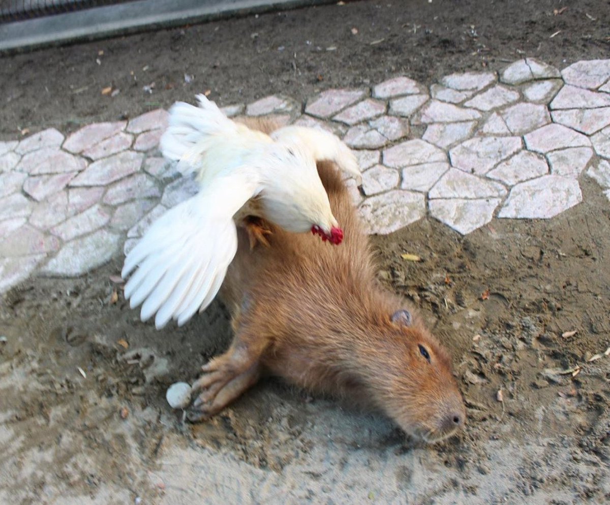Capybaras tweet media