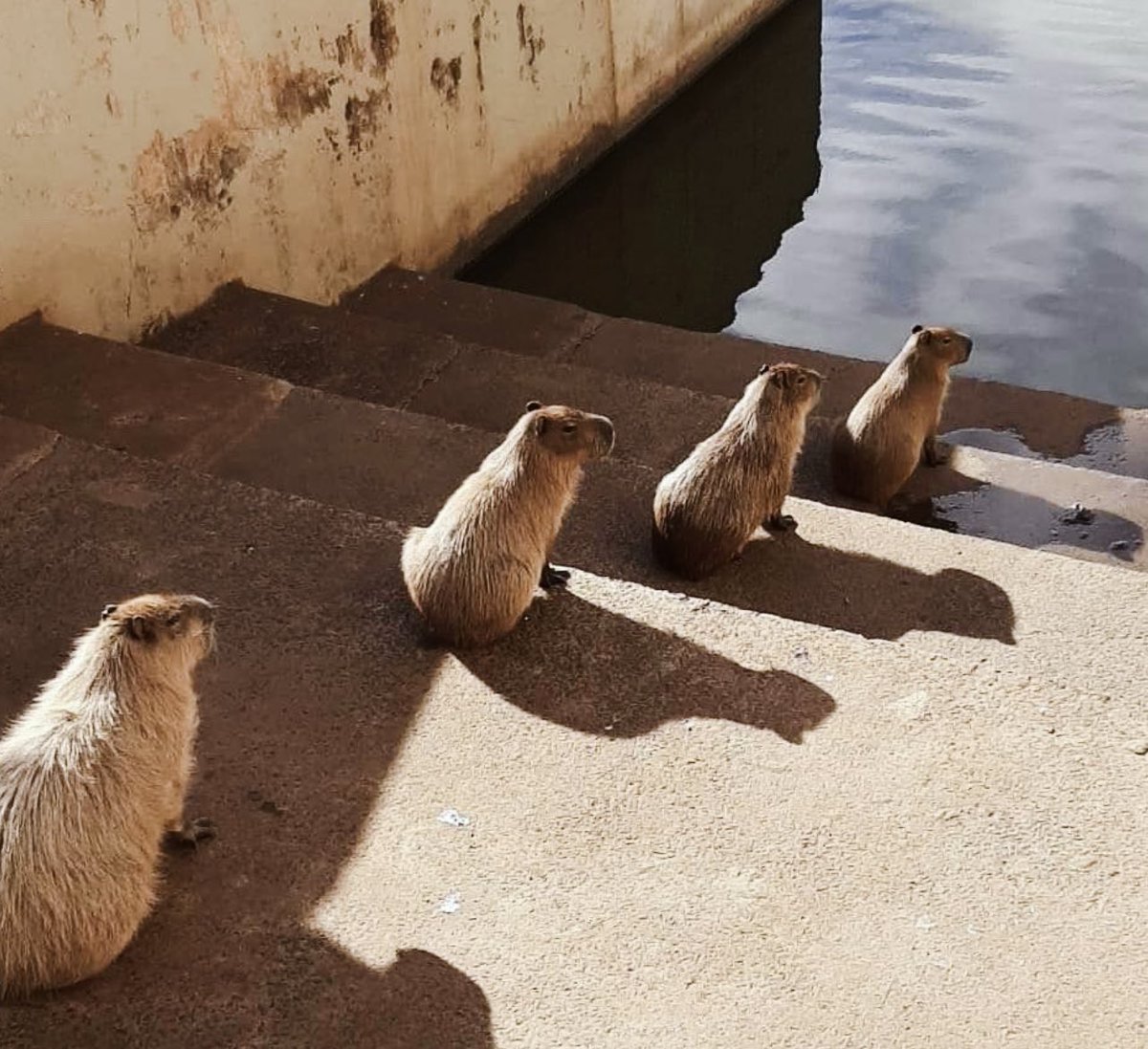Capybaras tweet media