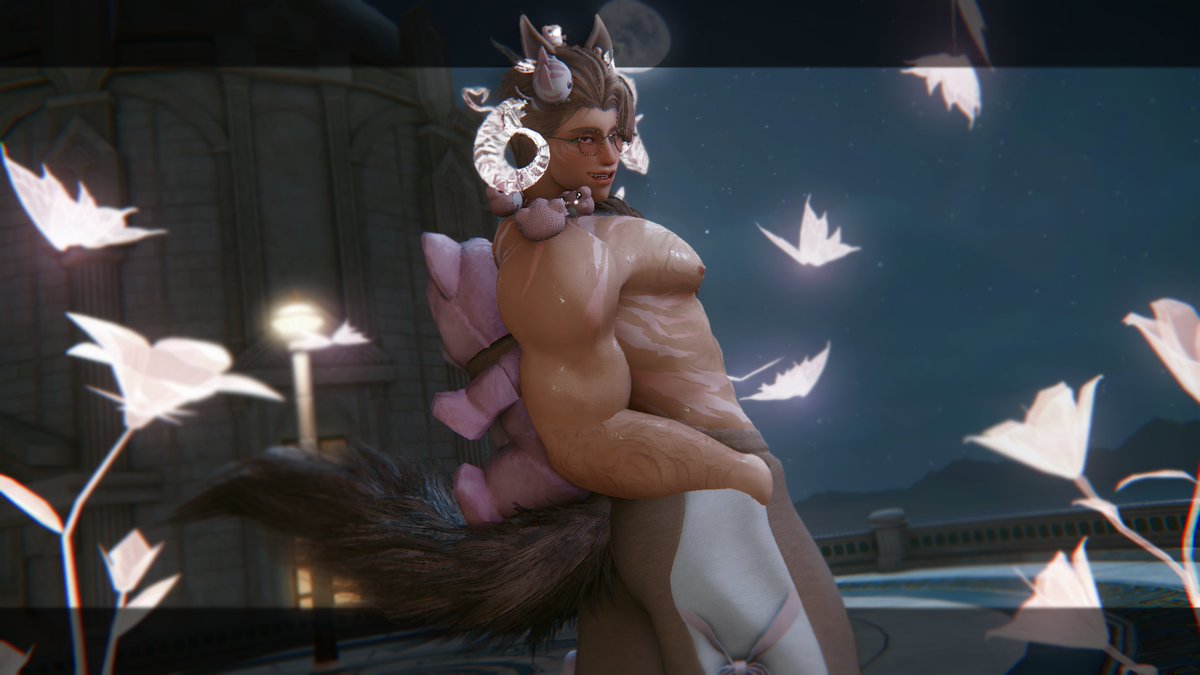 A soft cat tweet media