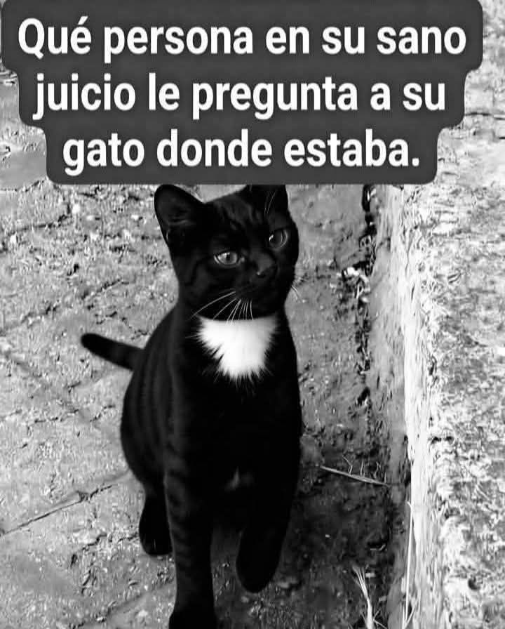 Más Ciencia tweet media