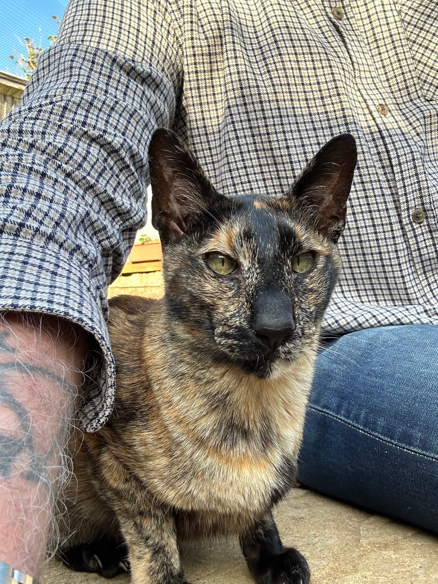 D.V. Catt tweet media