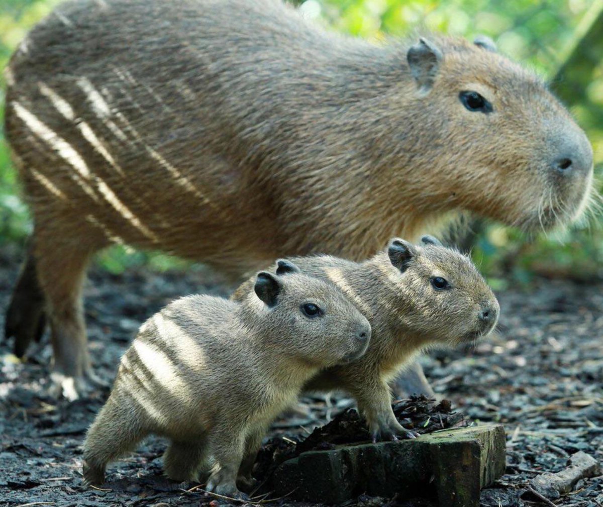 Capybaras tweet media