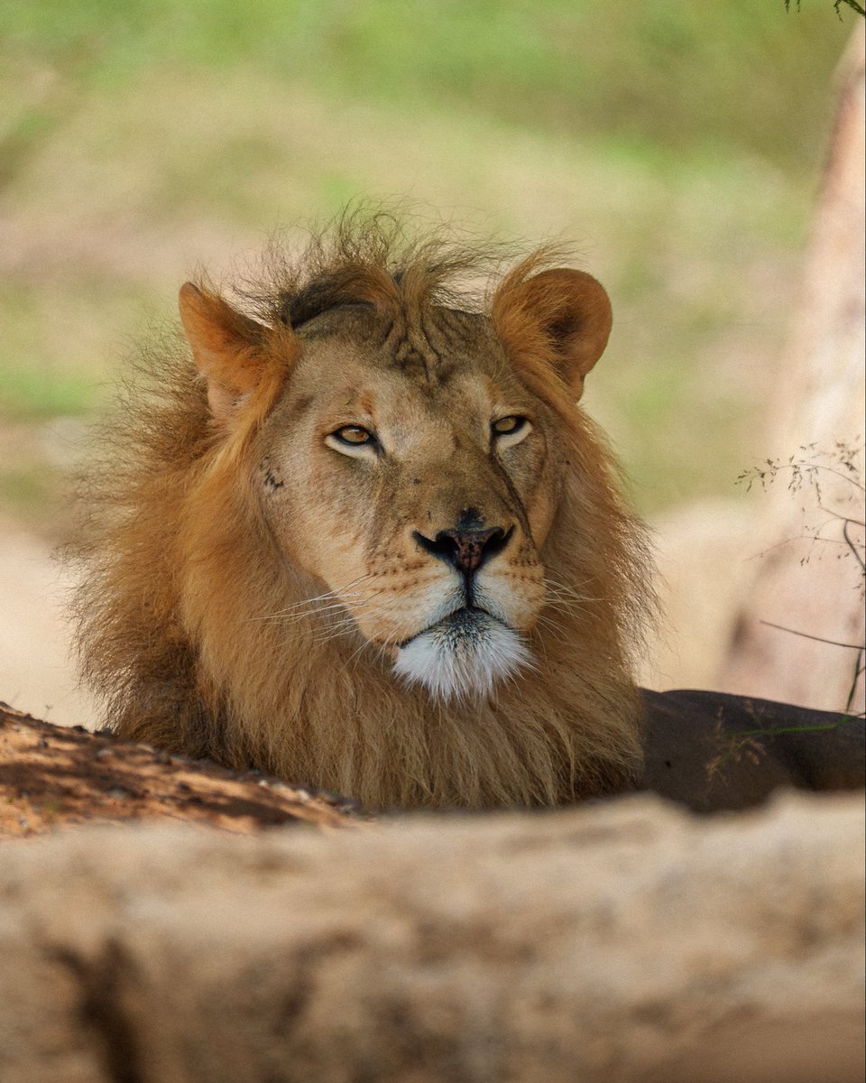 Not everything that appears calm is without power 🦁
Behind the silence lies strength, and within the gaze, an unbreakable presence.

A lion does not need to prove its strength 
it is simply felt.