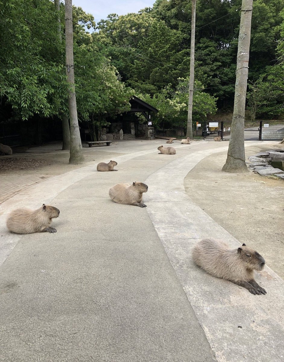 Capybaras tweet media