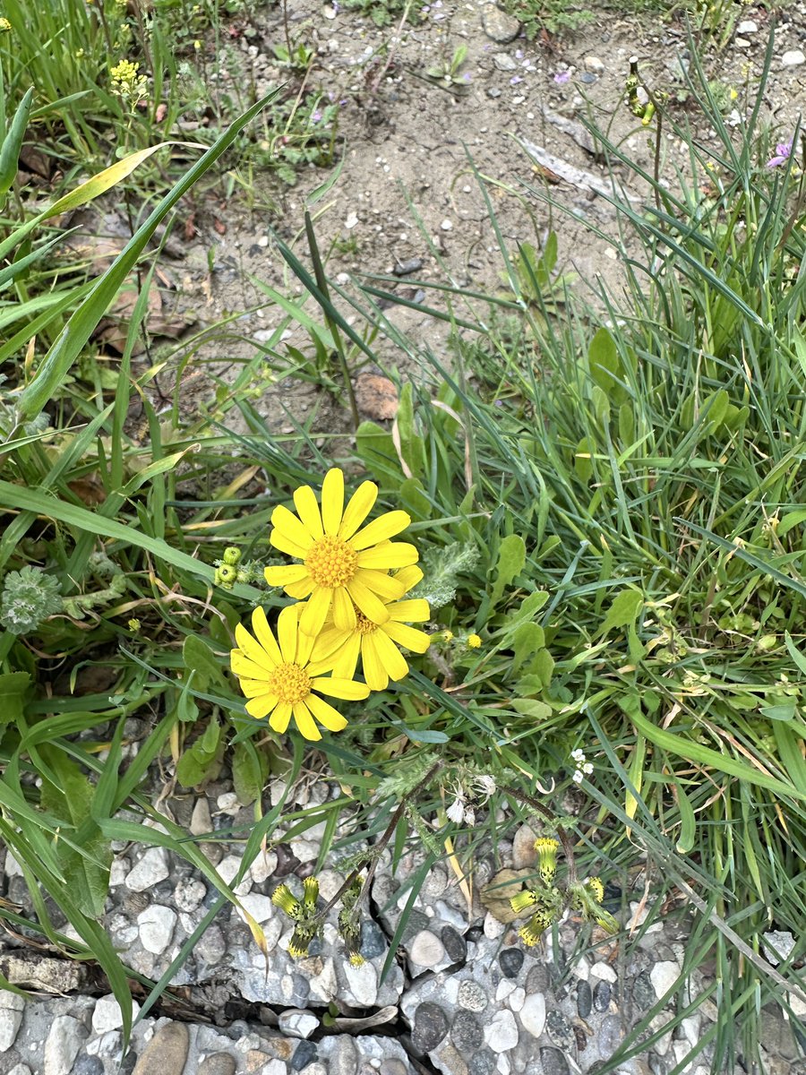 Erikciceği tweet media