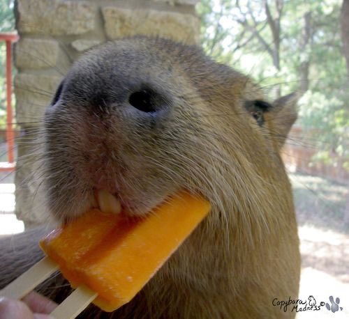 Capybaras tweet media