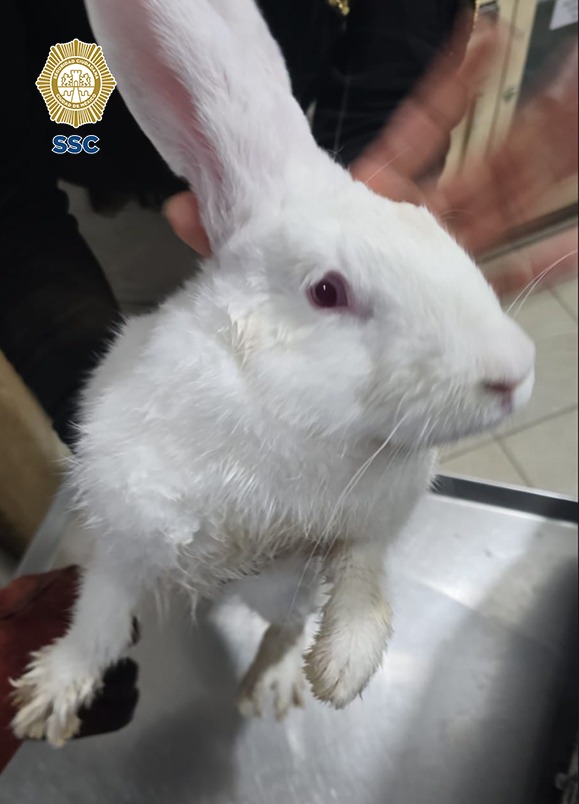 SSC CDMX tweet media