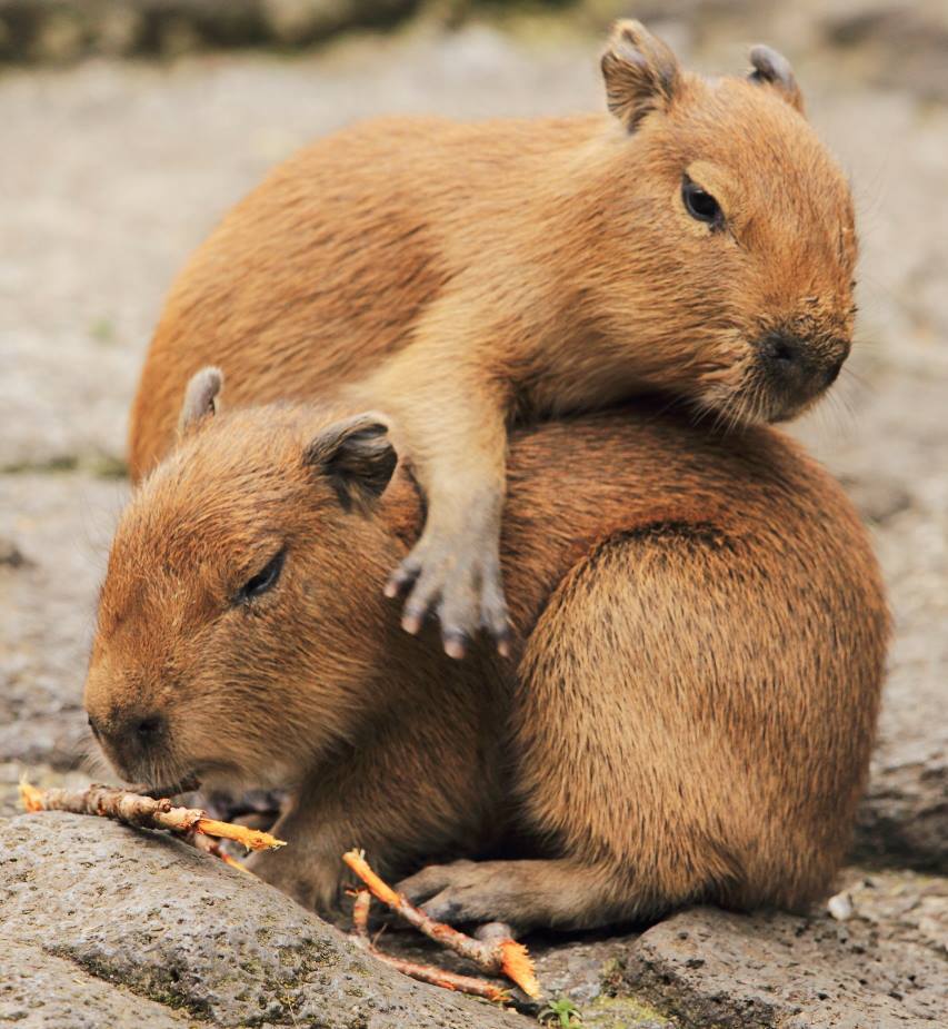 Capybaras tweet media