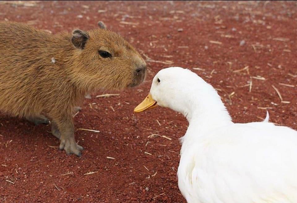 Capybaras tweet media