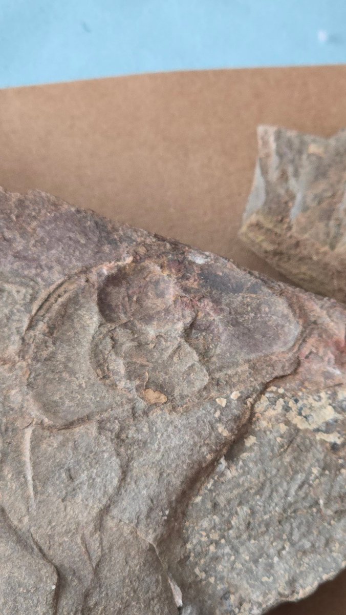 Erin 'Rapornzel' Everheart tweet media