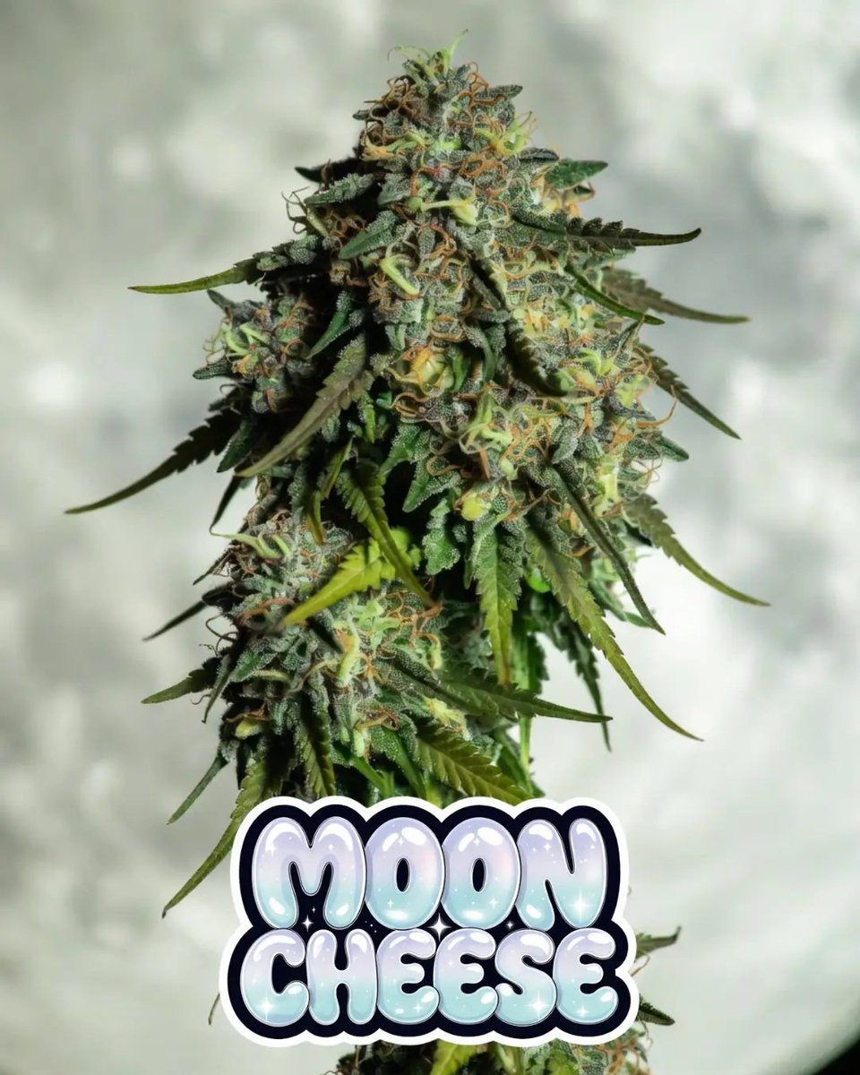 SNSEEDSUK's tweet photo. 🧀🌙 Moon Cheese Auto
Sweet blueberry meets that unmistakable cheesy funk 🍇🧀
Fast-finishing, flavour-packed, and built for standout collections.
✨ 22% THC
⏳ Ready in 8–9 weeks
🌱 Autoflower hybrid
🎯 Euphoric • Relaxing • Happy https://t.co/SxUIRKnzyL