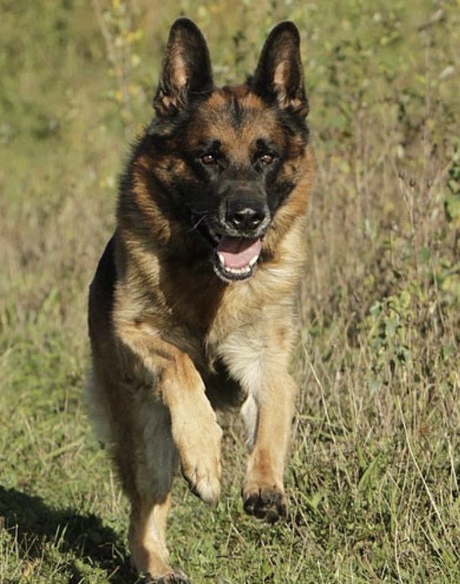 Retired Police Dogs Merseyside tweet media
