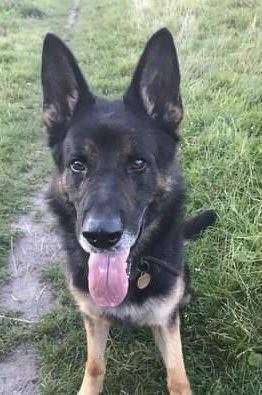 Retired Police Dogs Merseyside tweet media