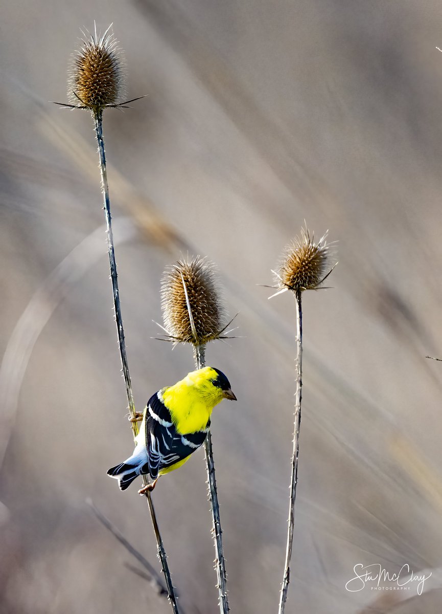 Stu McClay tweet media