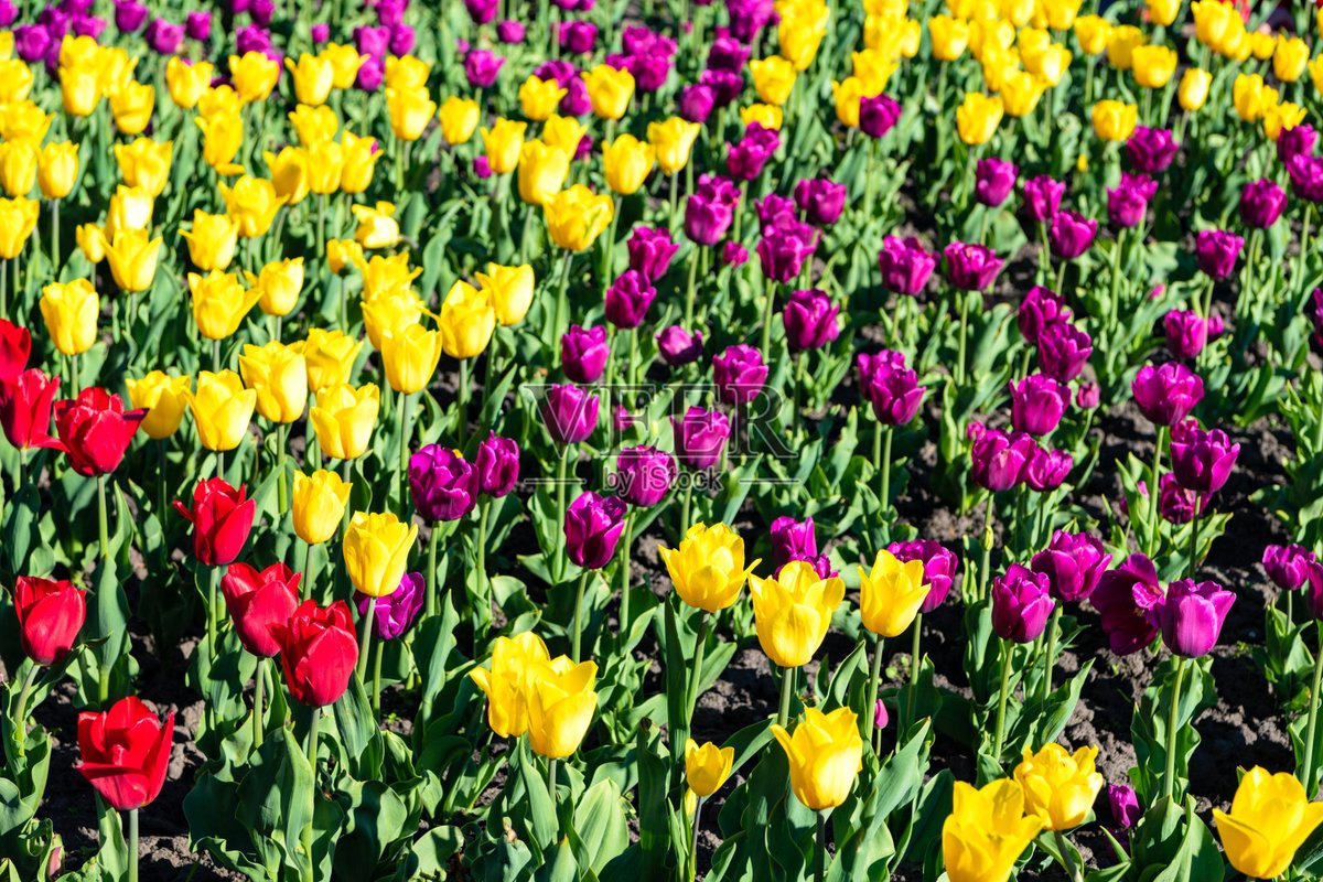 tomdebont tweet media