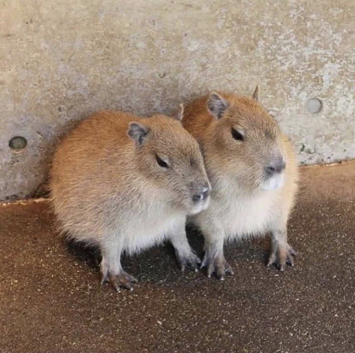 CapybaraCountry's tweet photo. twins https://t.co/1XGYYW9VSA