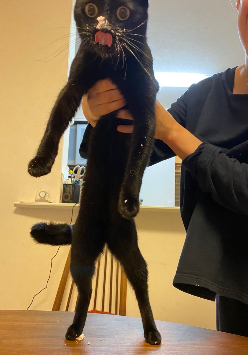 Black cats are not bad luck tweet media