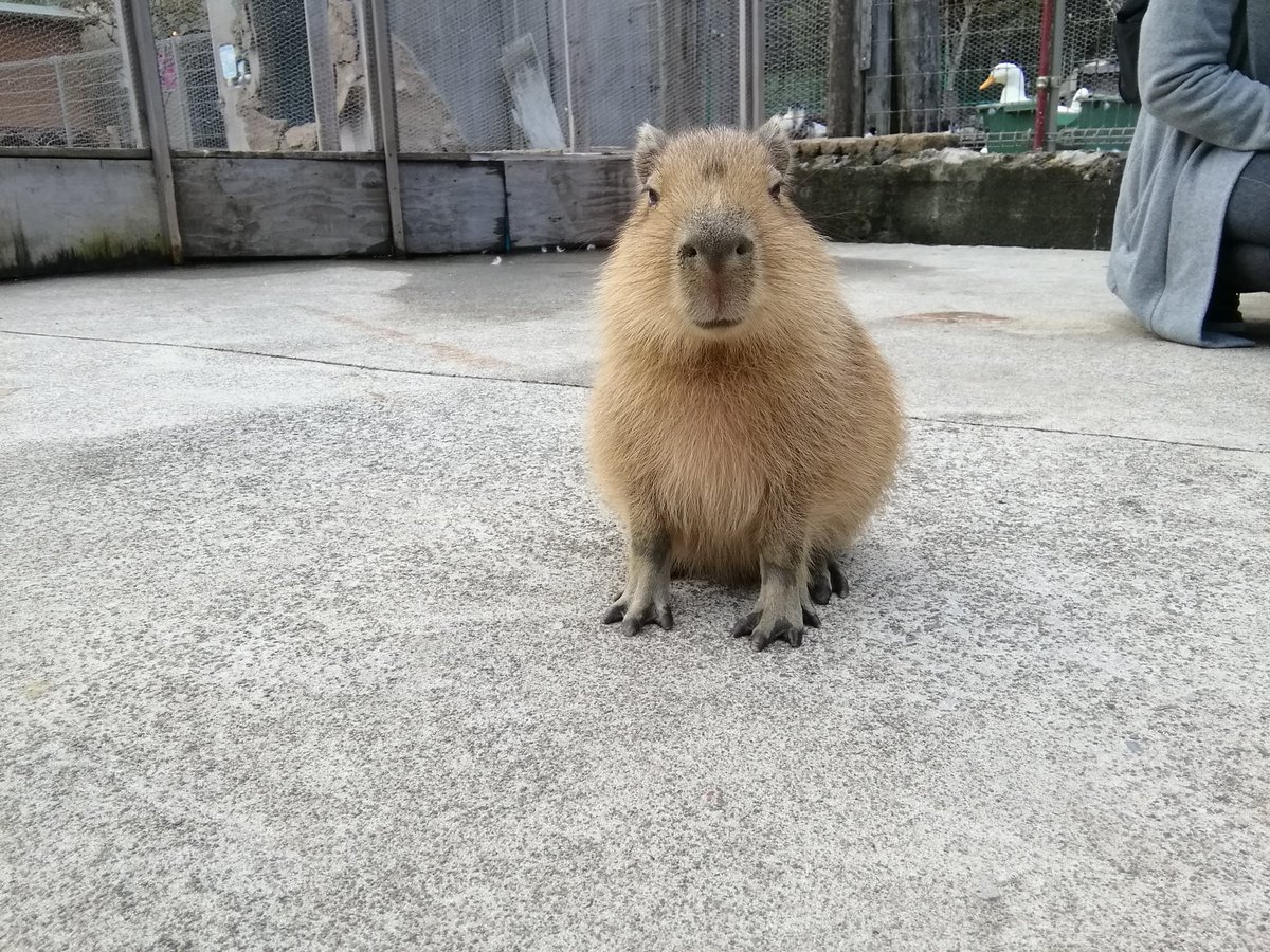 CapybaraCountry's tweet photo. smol https://t.co/kAfkl87SvA