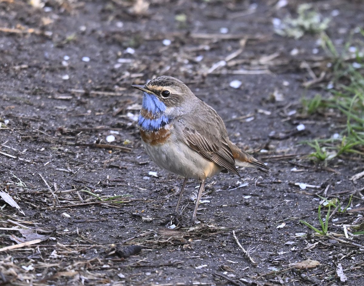 Dorset Bird Tours tweet media